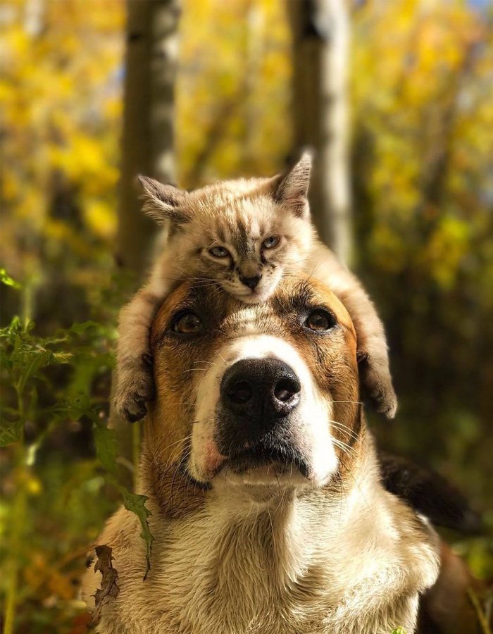 Kedi ve Köpeğin Kıskandıran Dostluğu MagforHim