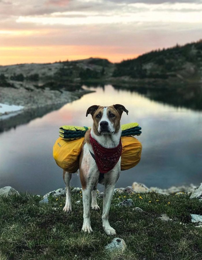Kedi ve Köpeğin Kıskandıran Dostluğu MagforHim