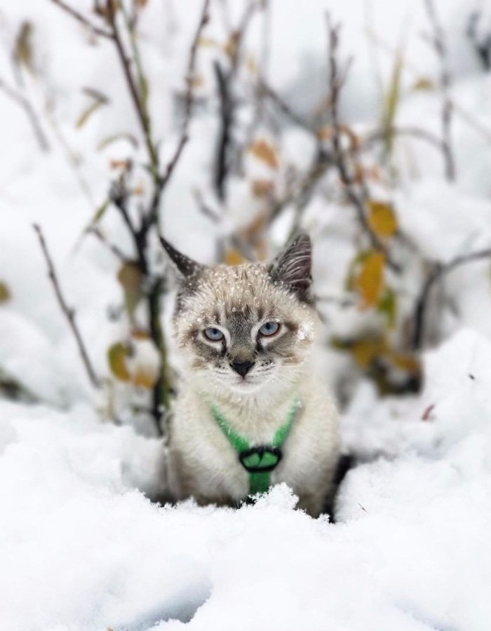 Kedi ve Köpeğin Kıskandıran Dostluğu MagforHim